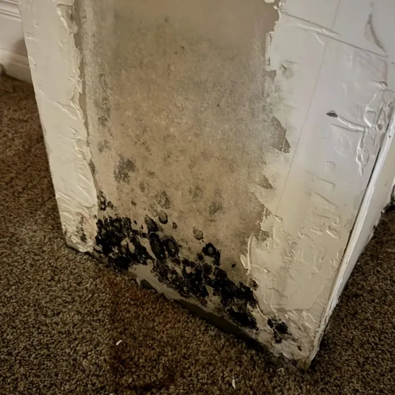 Professional Mold Removal in Highpoint, OH
